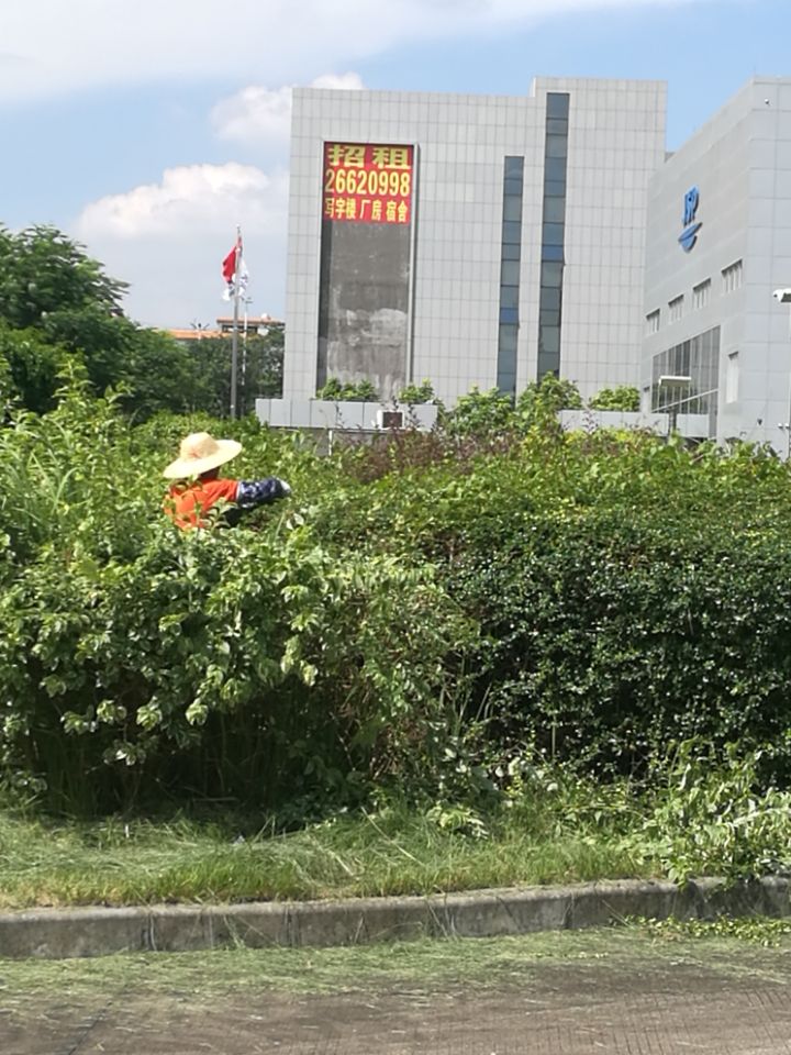 开荒保洁与绿化养护